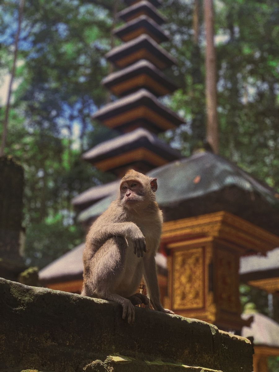 Ubud Monkey Forest in undefined region of undefined