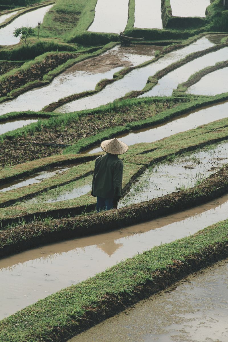 Jatiluwih Rice Terraces in undefined region of undefined