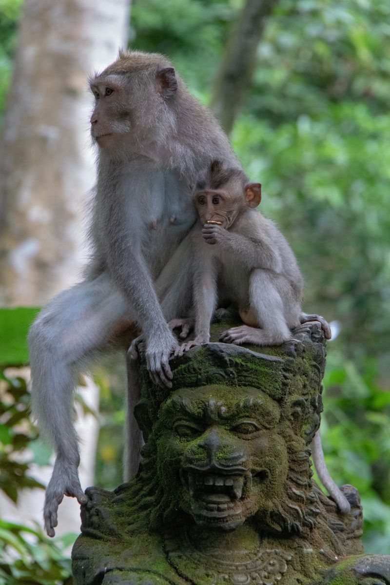 Ubud Monkey Forest in undefined region of undefined