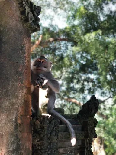 Ubud Monkey Forest in Ubud region of Bali