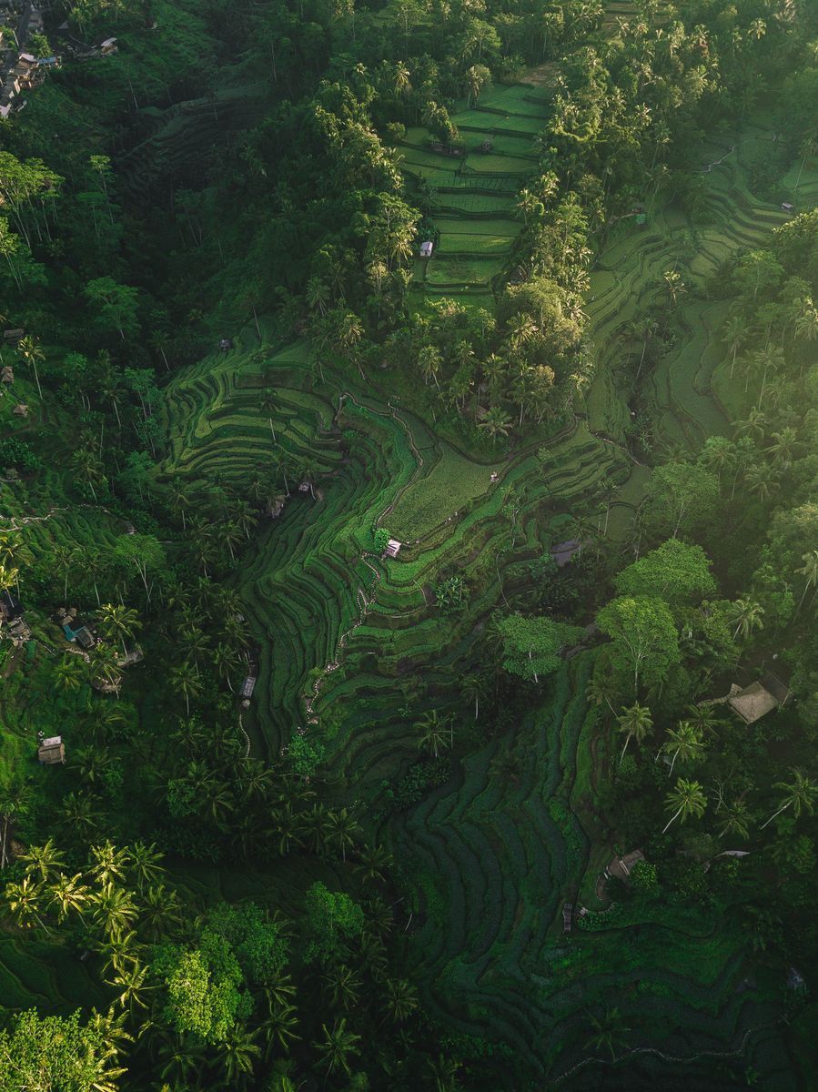 Tegallalang Rice Terraces in undefined region of undefined