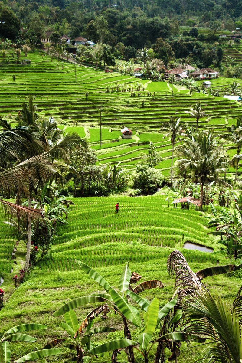 Jatiluwih Rice Terraces in undefined region of undefined