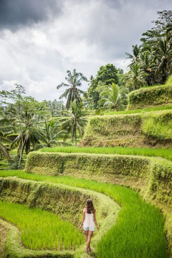 Tegallalang Rice Terraces activity image