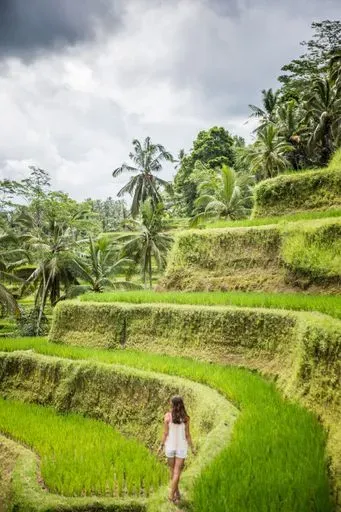 Tegallalang Rice Terraces in Ubud region of Bali
