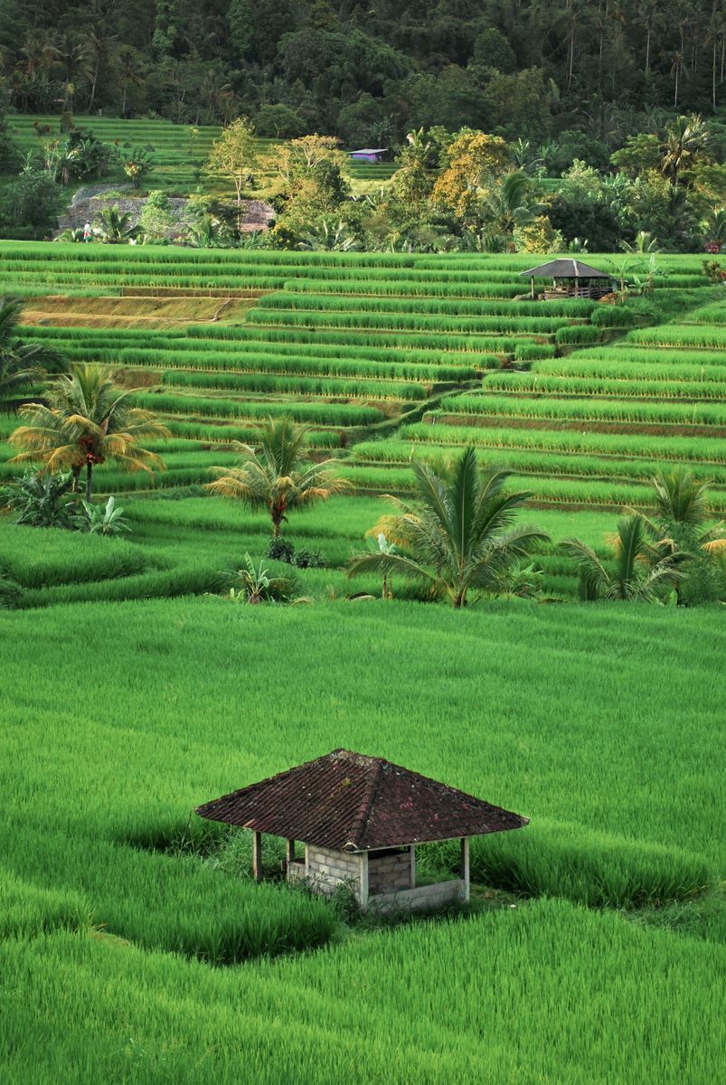 Jatiluwih Rice Terraces in undefined region of undefined