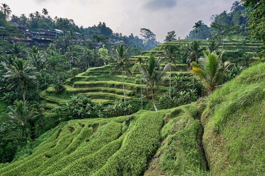 Tegallalang Rice Terraces in undefined region of undefined