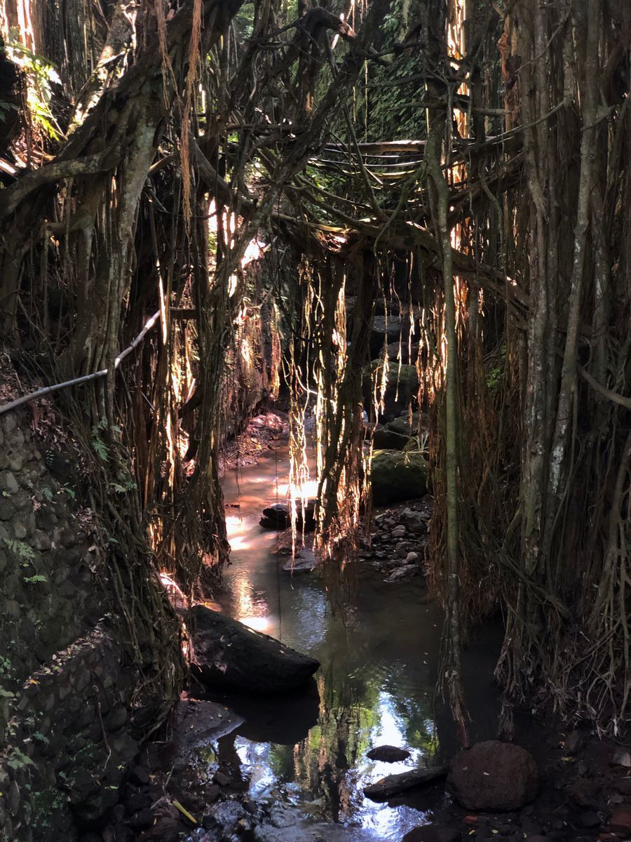 Ubud Monkey Forest in undefined region of undefined