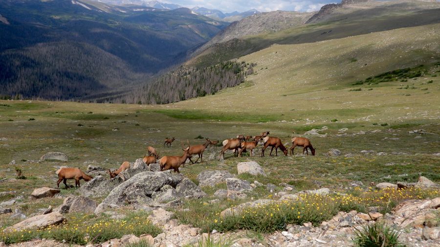 Trail Ridge Road in undefined region of undefined