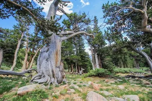 Mount Goliath in Denver region of Colorado