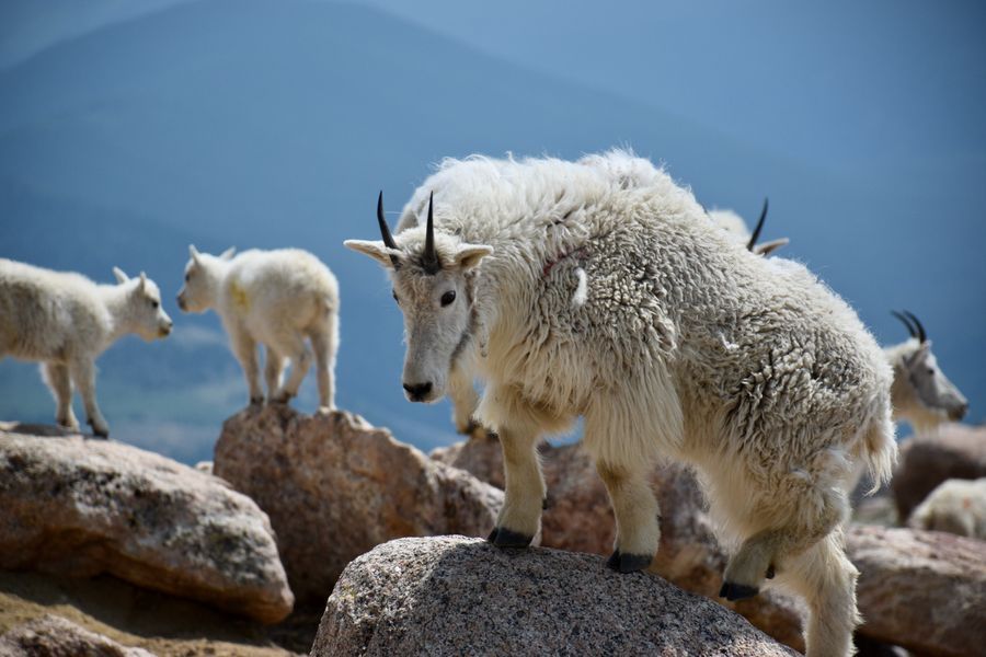 Mount Evans in undefined region of undefined