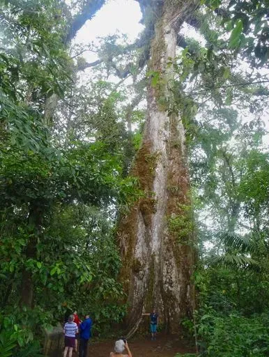 Árbol de la Paz in Arenal region of Costa Rica
