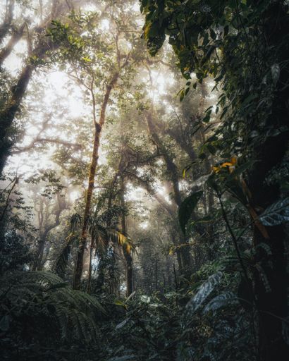 Monteverde Cloud Forest  activity image