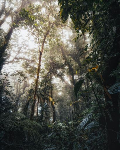 Monteverde Cloud Forest  activity image