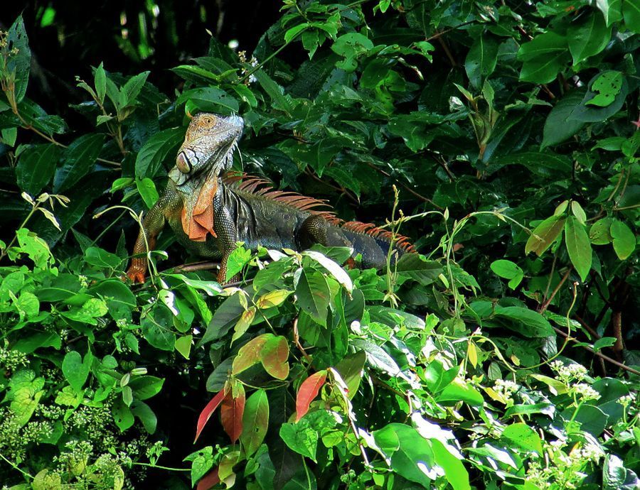 Tortuguero Boat Tour in undefined region of undefined