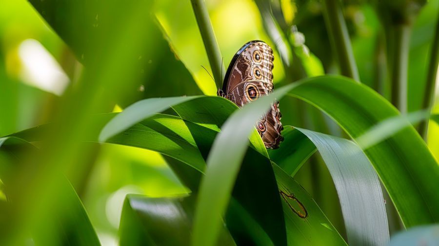 La Paz Waterfall Gardens in undefined region of undefined