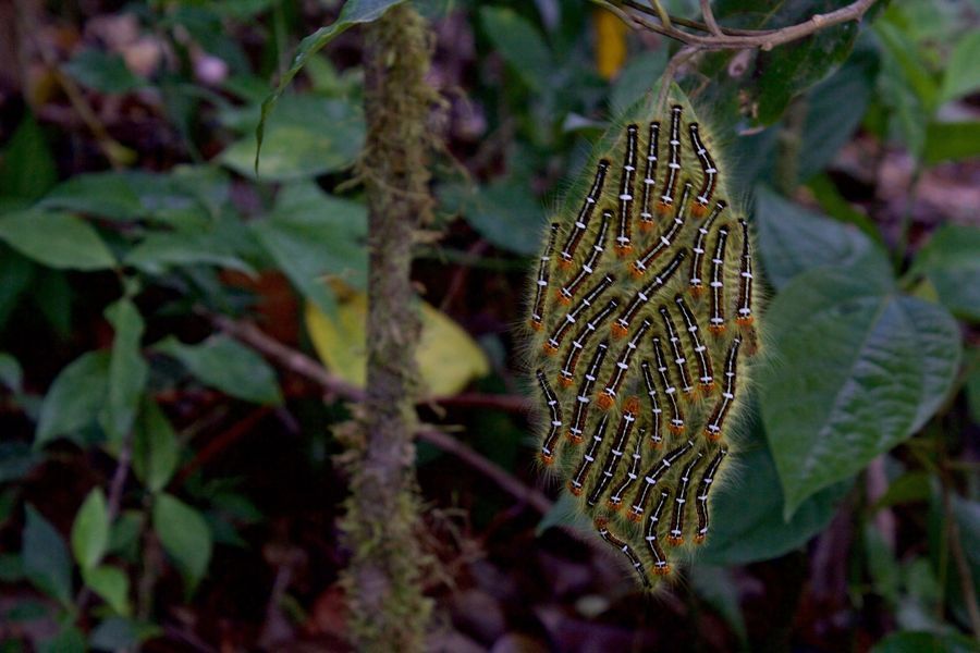 Selvatura Adventure Park in undefined region of undefined