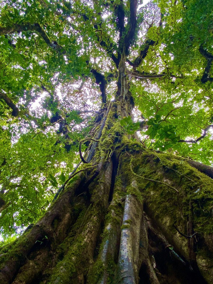 Monteverde Cloud Forest  in undefined region of undefined