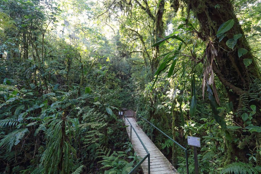 Santa Elena Cloud Forest Reserve in undefined region of undefined