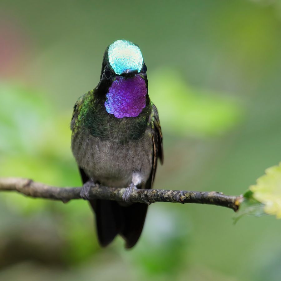 Santa Elena Cloud Forest Reserve in undefined region of undefined