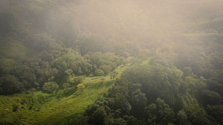 Monteverde Cloud Forest  in undefined region of undefined