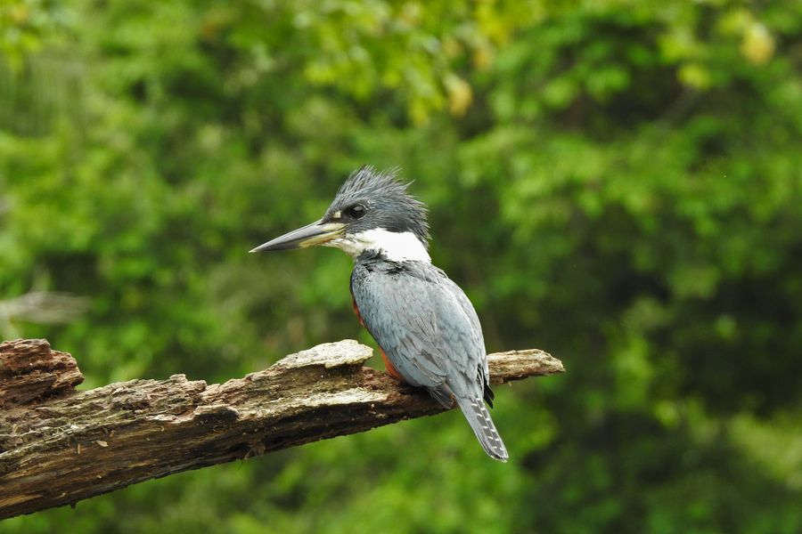 Tortuguero Boat Tour in undefined region of undefined