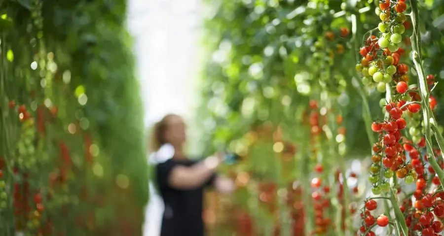 Friðheimar Tomato Greenhouse, Golden Circle, Iceland · view 3