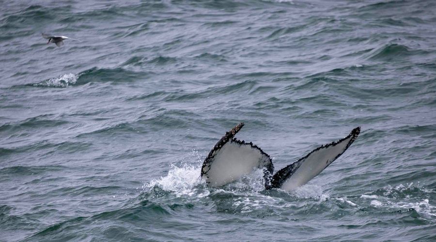 Whale Watching from Húsavík in undefined region of undefined