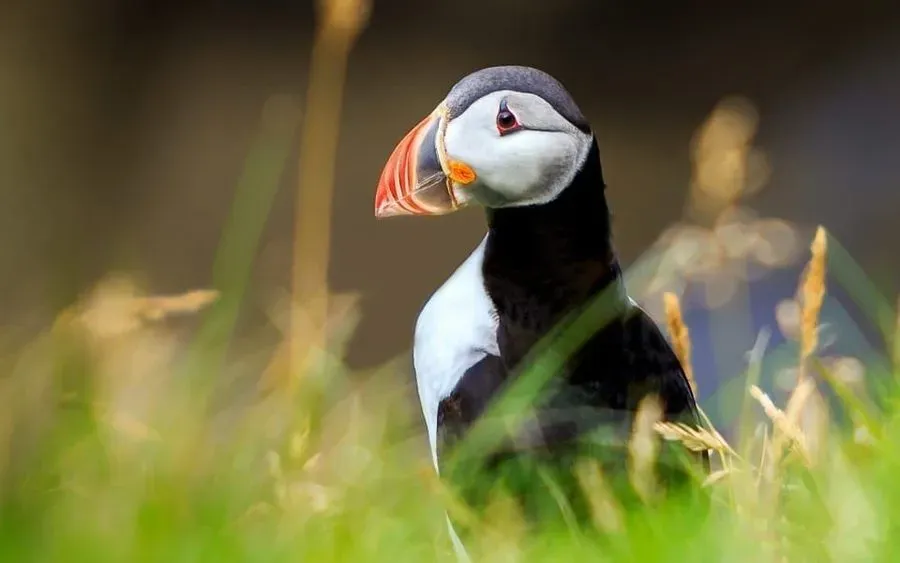 Stórhöfði Puffin Lookout, Heimaey, Iceland · view 2