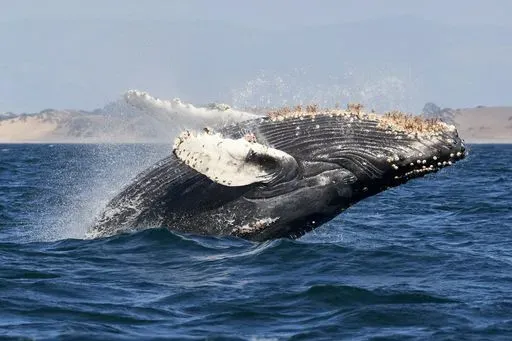 Whale Watching from Reykjavik preview image