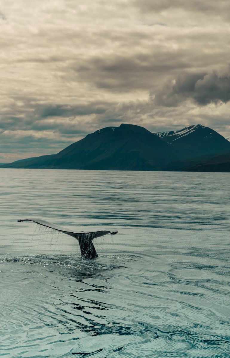 Whale Watching from Húsavík in undefined region of undefined