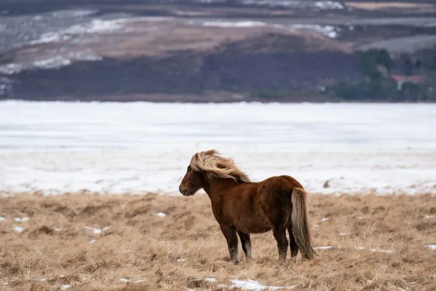 Horseback Riding Tour, Reykjavík, Iceland · view 3