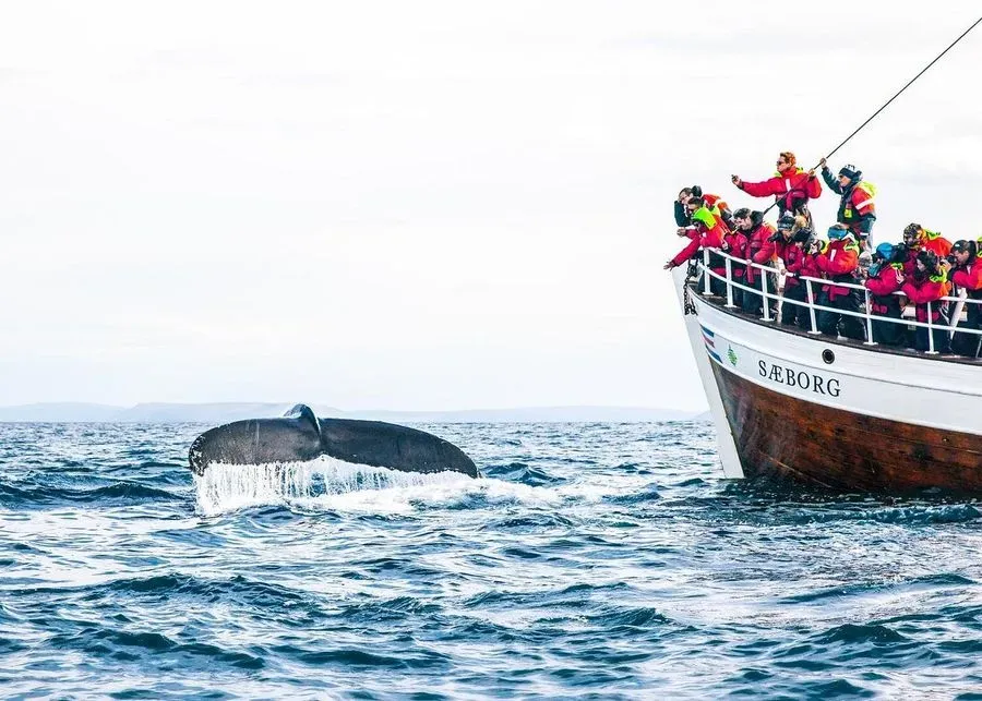 Whale Watching from Húsavík, Northeast, Iceland · view 3