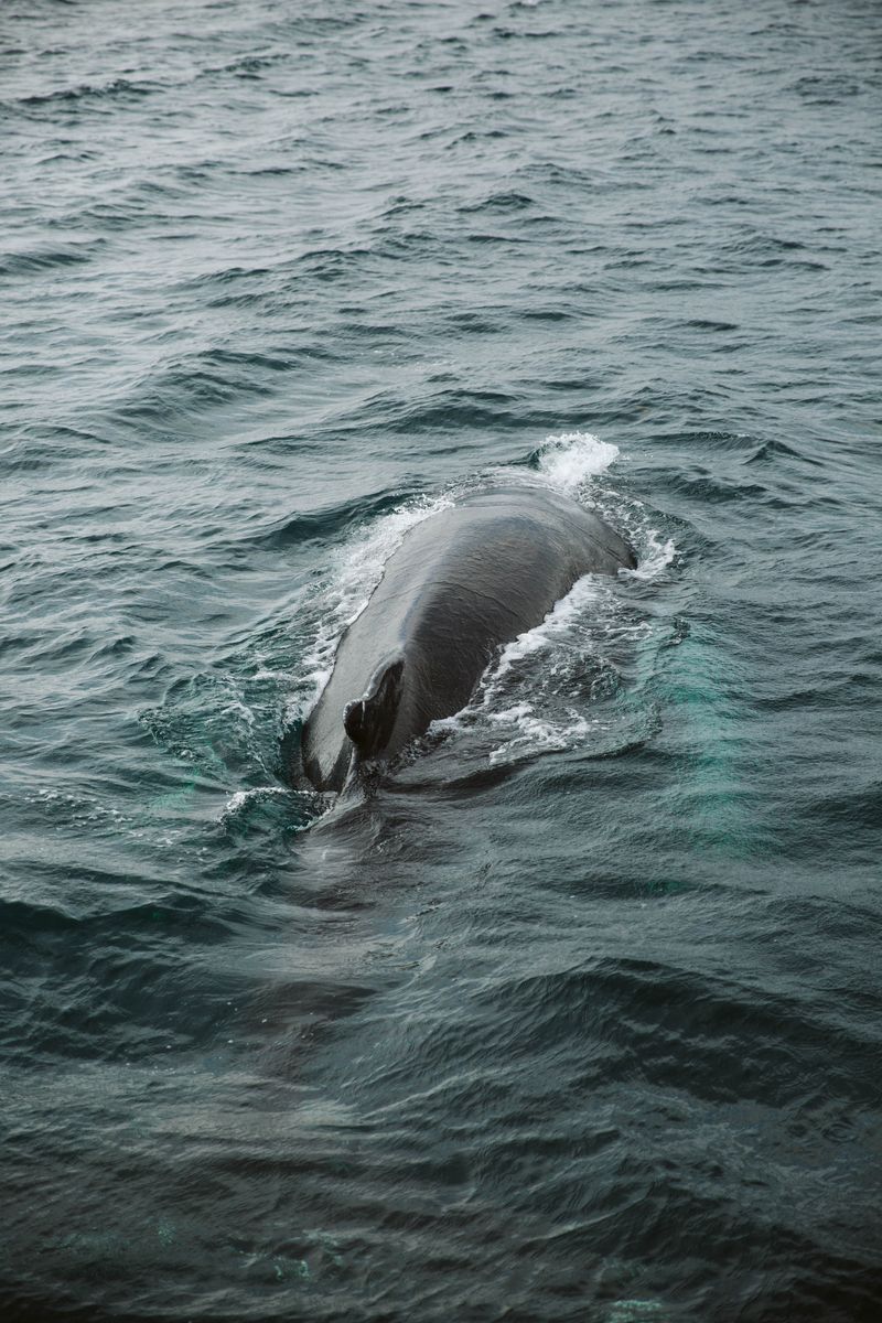 Whale Watching from Húsavík in undefined region of undefined