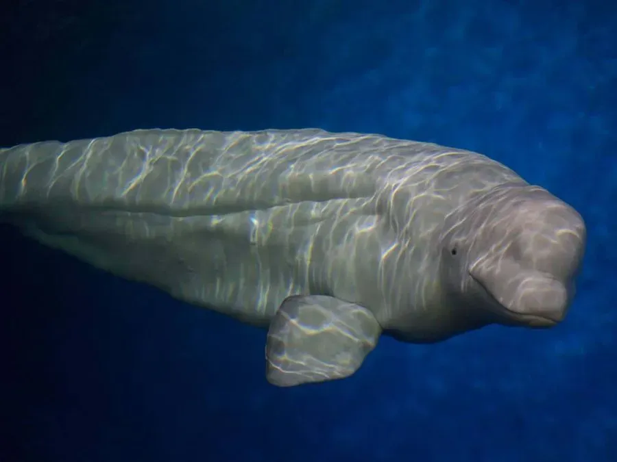 Beluga Whale Sanctuary, Heimaey, Iceland · view 3