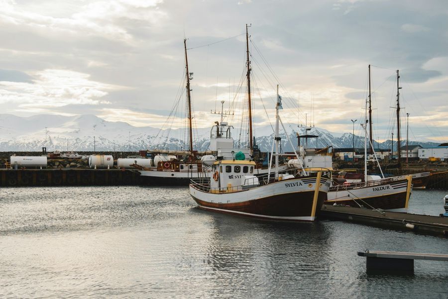 Whale Watching from Húsavík in undefined region of undefined