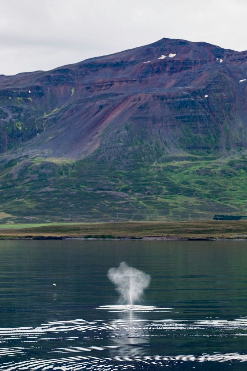 Whale Watching from Húsavík in undefined region of undefined