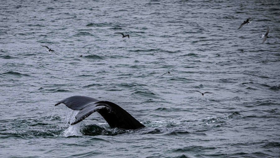 Whale Watching from Húsavík in undefined region of undefined