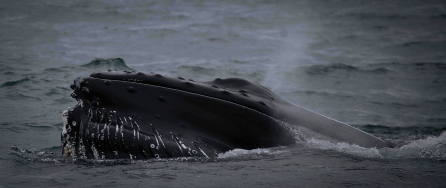 Whale Watching from Húsavík in undefined region of undefined