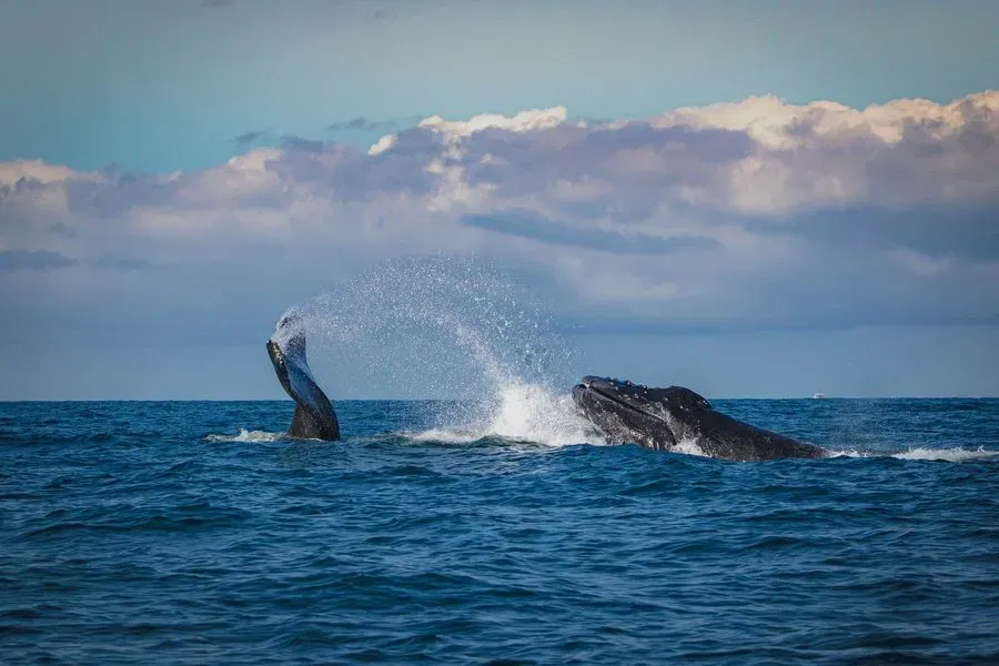 Whale Watching from Reykjavik, Reykjavík, Iceland · view 3