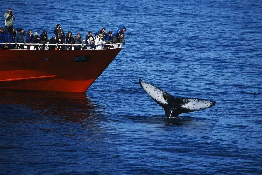 Whale Watching from Reykjavik, Reykjavík, Iceland · view 2