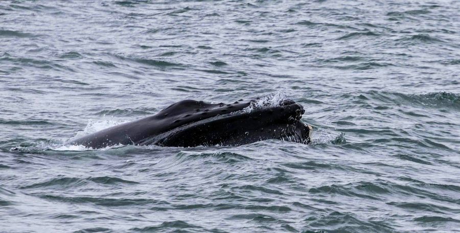 Whale Watching from Húsavík in undefined region of undefined