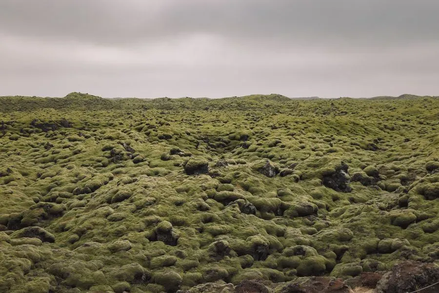 Eldhraun Lava Field in Iceland