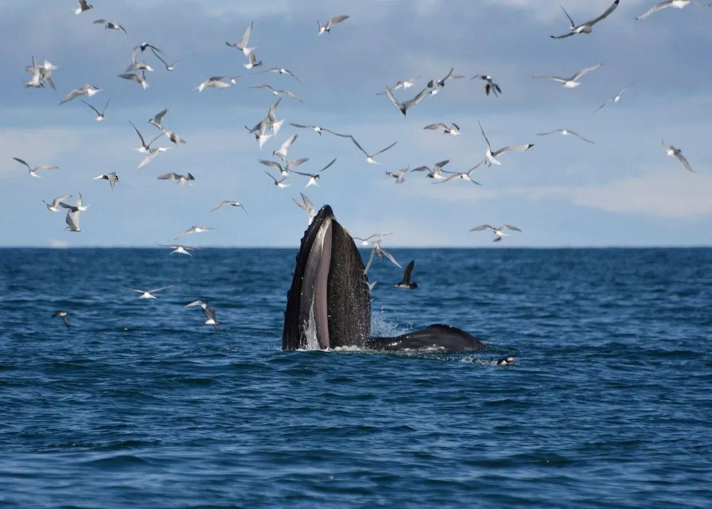 Whale Watching from Reykjavik, Reykjavík, Iceland