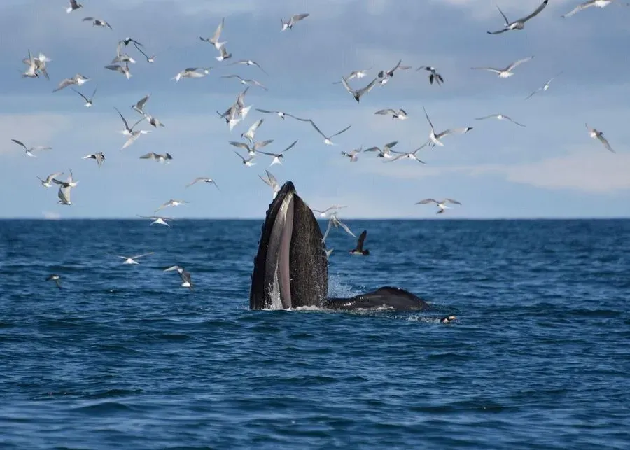 Whale Watching from Reykjavik in Iceland