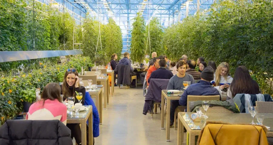 Friðheimar Tomato Greenhouse in Iceland