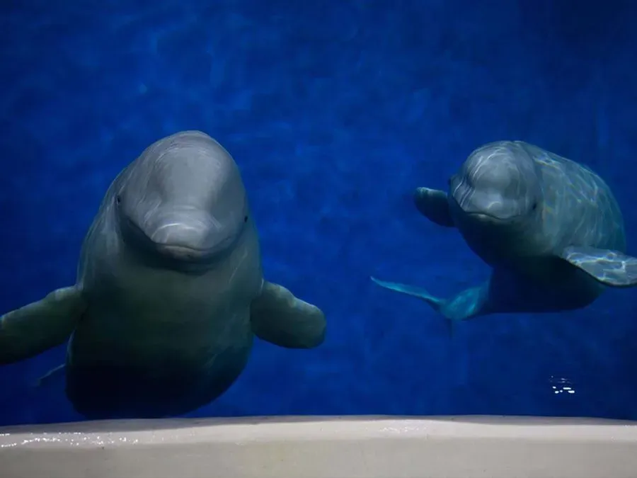 Beluga Whale Sanctuary, Heimaey, Iceland · view 2