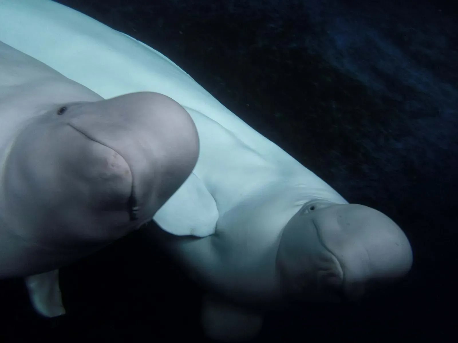 Beluga Whale Sanctuary, Heimaey, Iceland
