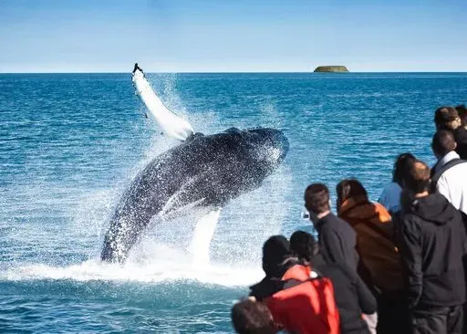 Whale Watching from Húsavík activity image