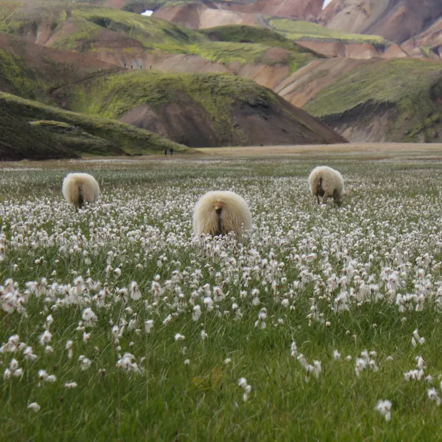 Landmannalaugar Area, Highlands, Iceland · view 3