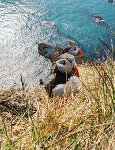 Látrabjarg Cliff preview image